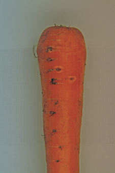 Symptôme de cavity spot (maladie de la tache) sur carotte, tache avec halo